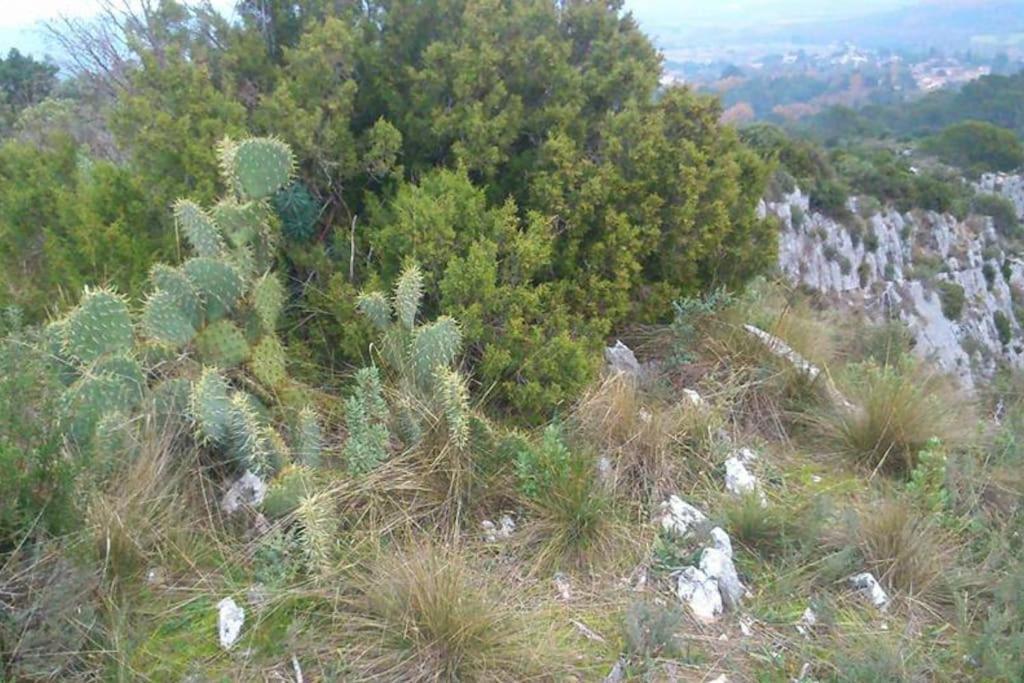 Collias Proche D'Uzes La Terrasse Du Soleil Levant מראה חיצוני תמונה